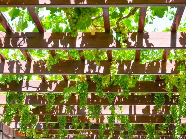 Решетка для винограда - 125 фото и видео, как соорудить оптимальные опоры для выращивания винограда
